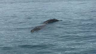 Hes a Monster Giant Crocodile Spotted in Far North Queensland [upl. by Nnad62]