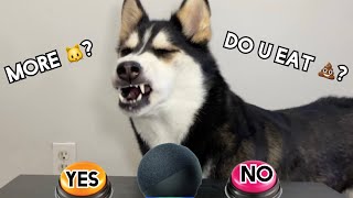 Alexa Asks My Husky YESNO Questions Blames Fart on Alexa🤣 [upl. by Lodnar]