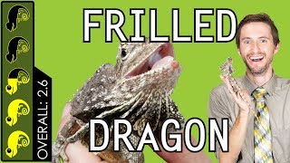 Frilled Dragon The Best Pet Lizard [upl. by Ashatan]