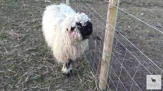 Valais Blacknose Sheep  Windfold Farm  006 [upl. by Stephanie]