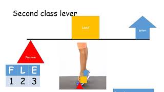 Levers  GCSE PE [upl. by Alel301]