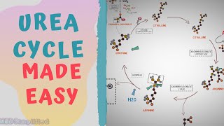 UREA CYCLE MADE EASY 2020  METABOLISMS MADE SIMPLE [upl. by Sral]