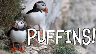 Puffins Fun Puffin Facts for Kids [upl. by Annayram463]