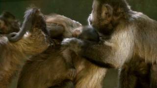 Capuchin Monkey Babies at Living Links [upl. by Nelleoj]