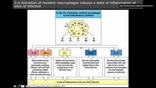 Immunology cytokines [upl. by Haland]