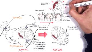 Obstetrics  Stages of Labour [upl. by Ahsotal]