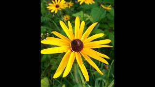 How to Grow Black Eyed Susans from Seed Rudbeckia hirta [upl. by Jereld164]