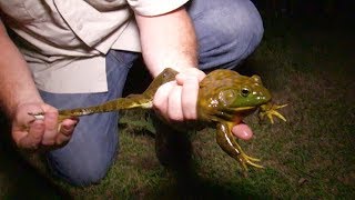 Gigging and Shooting Huge Bullfrogs [upl. by Fletch]