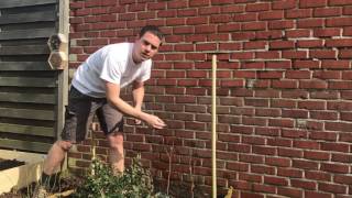 Frambozen planten en opbinden [upl. by Hock]