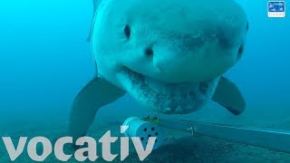 Curious Great White Shark Plays With Underwater Camera [upl. by Valleau340]