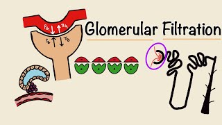 Glomerular Filtration  GFR  Starling Forces  Tubuloglomerular Feedback  Renal Physiology [upl. by Blanch108]