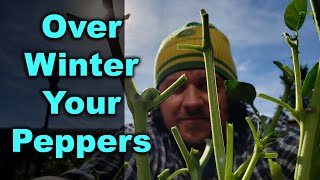 How To Overwinter Pepper Plants [upl. by Fancie225]