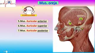 Músculos faciales Nemotecnia [upl. by Tirma]