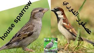 صوت عصفور الدوري call song house sparrow [upl. by Lain]