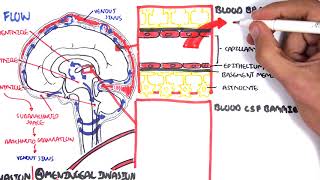 Bacterial Meningitis Pathophysiology [upl. by Gnet]