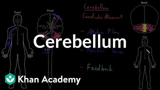 Cerebellum  Organ Systems  MCAT  Khan Academy [upl. by Ibbison527]