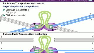 Transposition l Mechanism of Transposition [upl. by Airb149]