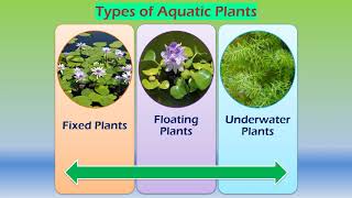 Adaptations in aquatic plants [upl. by Parrnell]