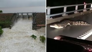 Crocodiles roam the streets after once in a century floods in Australia [upl. by Budde]