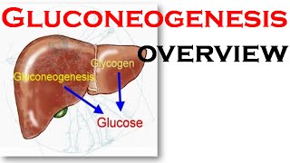 Gluconeogenesis overview [upl. by Steffen]