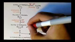 Human Metabolism Map II  Gluconeogenesis amp Glycogenesis [upl. by Colwen358]