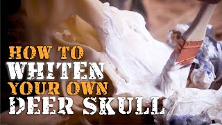 How to Whiten Your Own Deer Skull [upl. by Aer]