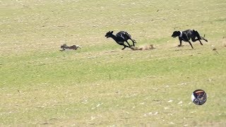 Galgos y liebres temporada 2017  Greyhounds vs Hares [upl. by Willard]