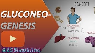 Gluconeogenesis Pathway Made Simple  BIOCHEMISTERY [upl. by Atsed592]