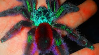 Best Beginner TarantulaCaribena Ex Avicularia versicolorMartinique red spiderMartinique pinktoe [upl. by Granville480]