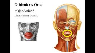 How To Use Facial Features For Expressions  Actor Training Project  Part 1 [upl. by Lonny]