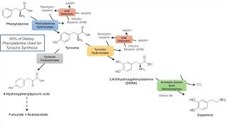 Catecholamine Biosynthesis Pathway [upl. by Colombi]