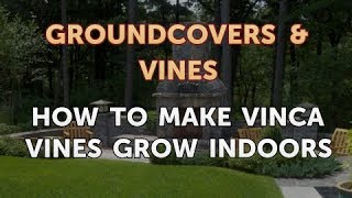 How to Make Vinca Vines Grow Indoors [upl. by Nudd]