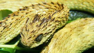 Striking Facts About Viper Snakes [upl. by Ylas]