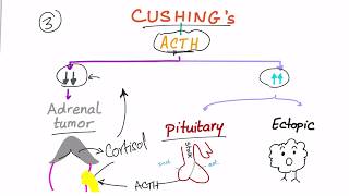 Cushing Syndrome Diagnostic Workup [upl. by Stacia]