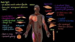 Muscle Types [upl. by Coates]