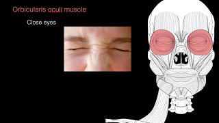 MUSCLES OF FACIAL EXPRESSIONS IN 3D [upl. by Pearce]