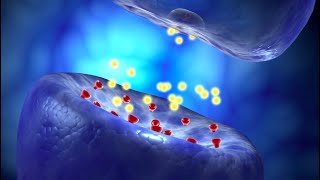 Neural Conduction Action Potential and Synaptic Transmission [upl. by Yoj]