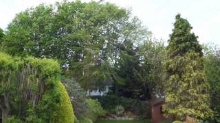 Trees and Plants at 30 mph wind [upl. by Akemaj]