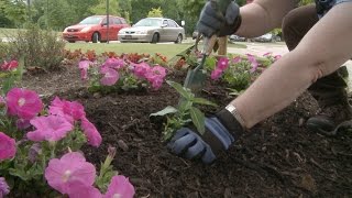 Planting Petunias Vinca and Salvia – Family Plot [upl. by Kappel]