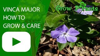 Vinca major plant  How to grow amp care [upl. by Elgar]