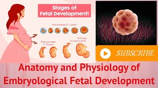 Anatomy and Physiology of Embryological Fetal Development [upl. by Bandur]