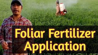 How to apply foliar fertilizer [upl. by Ifen]